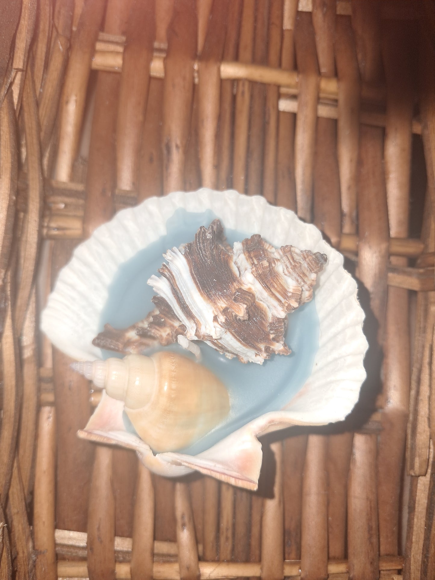 Seashell Candle