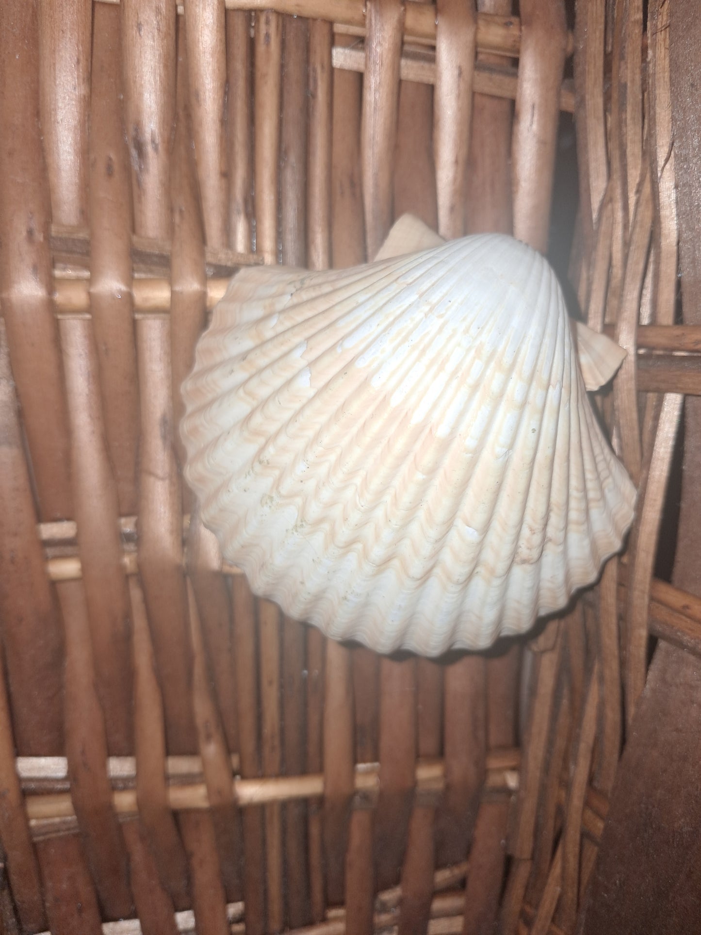 Seashell Candle