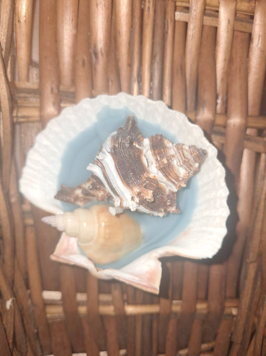 Seashell Candle